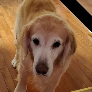 Meet your Posher, Leslie